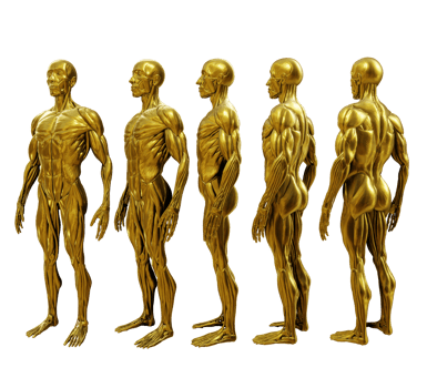 3d rendering gold golden human muscle organs model ecorche full body perspective view png