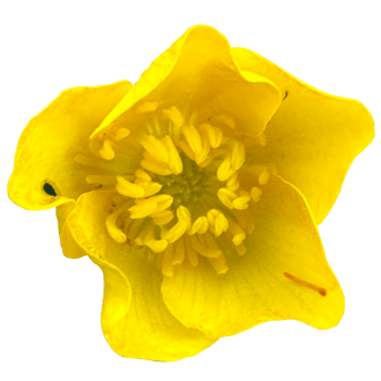 Bulbous buttercup flower png