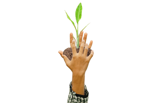 concept of saving the world tree in human hands png