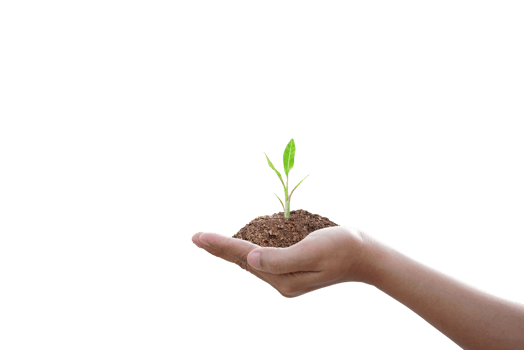 concept of saving the world tree in human hands png