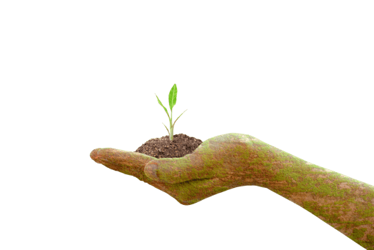 concept of saving the world tree in human hands png