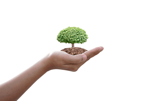 concept of saving the world tree in human hands png