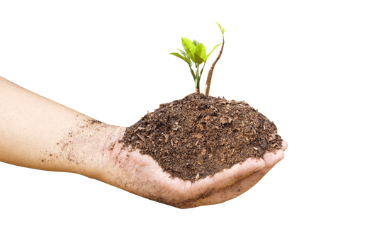 concept of saving the world tree in human hands png