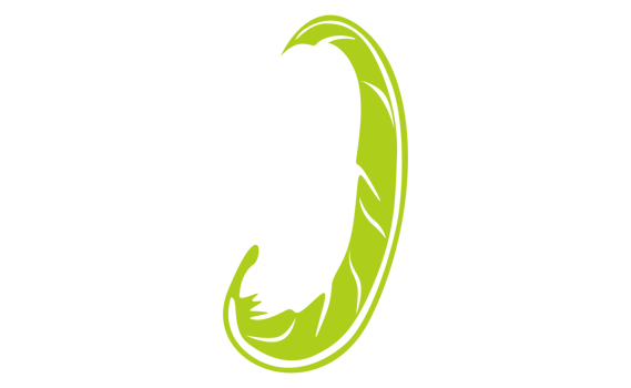 Design Elements - Green Bird Feather With Transparent Background png
