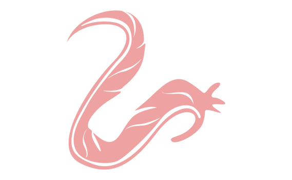 Design Elements - Pink Bird Feather With Transparent Background png