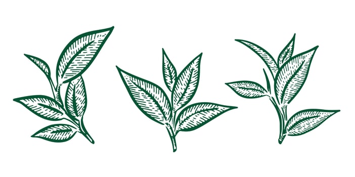 Green tea leaves. Hand drawn, vector. vector