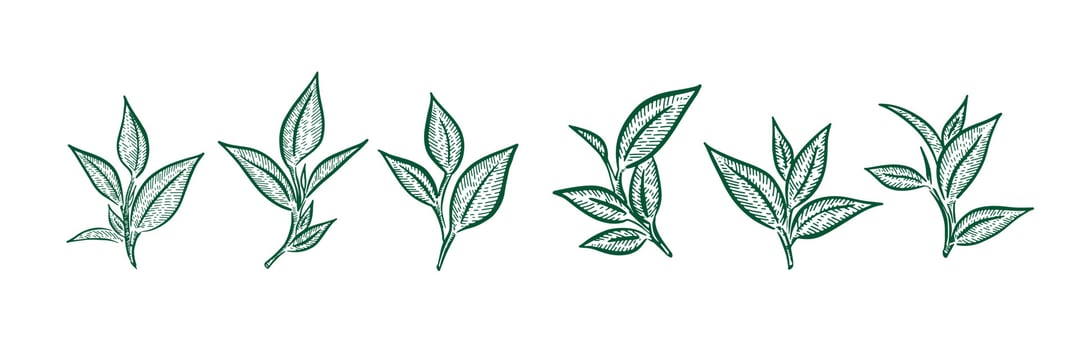 Green tea leaves. Hand drawn, vector. vector