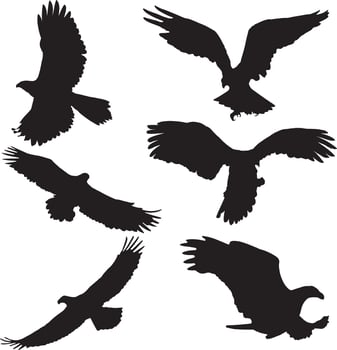 silhouettes of eagle . Eagle Silhouette set on white background vector