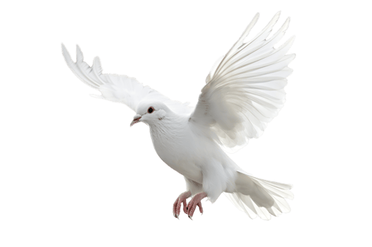 White dove flying on transparent background png  .freedom concept and international day of peace