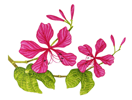 Water color pink shoe flower png