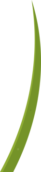 Cartoon grass leaves clip art png