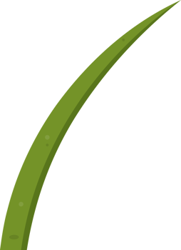 Cartoon grass leaves clip art png