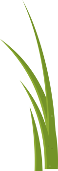 Cartoon grass leaves clip art png