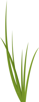 Cartoon grass leaves clip art png