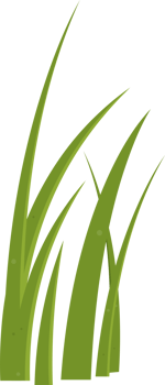 Cartoon grass leaves clip art png