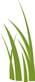Cartoon grass leaves clip art png