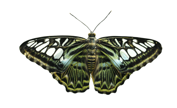 Colorful butterfly and beautiful patterns on a transparent background. png