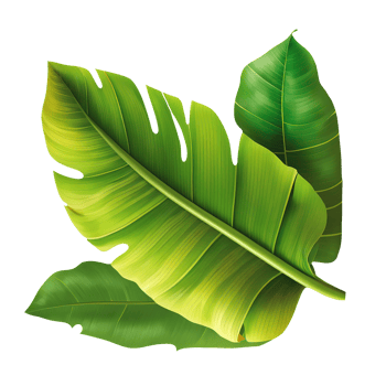 Green tropical leaf banana png