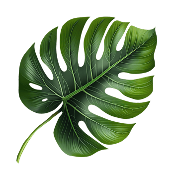 Green tropical leaf monstera png