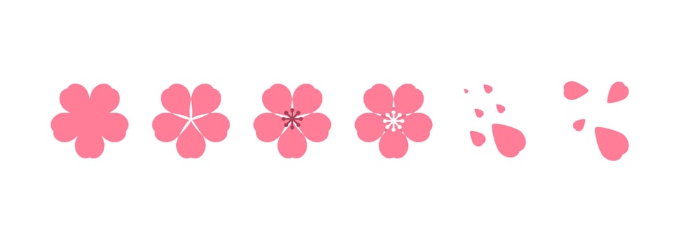 Cherry blossom illustration. Design elements of invitation, frame, banner, greeting card. vector