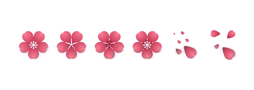 Cherry blossom illustration. Design elements of invitation, frame, banner, greeting card. vector
