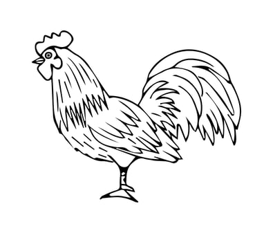 Vector black hand drawn rooster