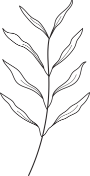 Hand drawn curly grass and flowers png
