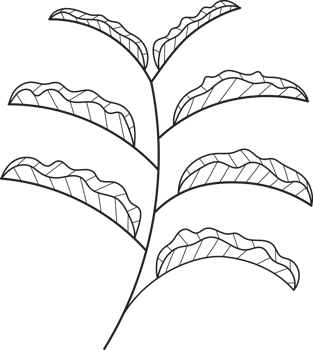 Hand drawn curly grass and flowers png