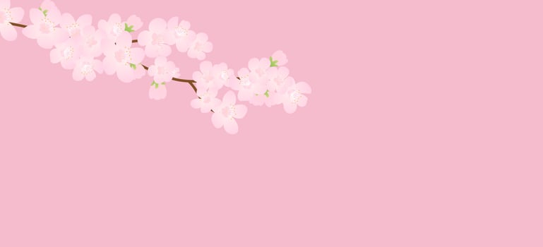 Pink Cherry blossom,Vector Illustration. Vector background