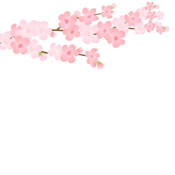 Vector illustration of bloom branch with pink flowers, buds, petals flying. Realistic design isolated transparent background. Blooming tree twigs set, blossom collection.