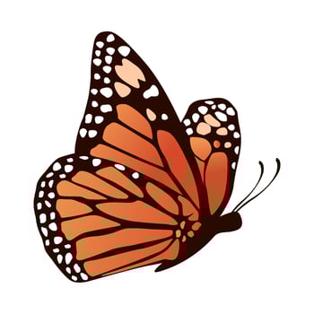 collection of realistic butterfly vector illustration design