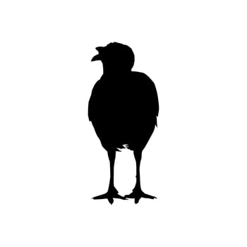 Turkey Silhouette for Art Illustration, Pictogram or Graphic Design Element. The Turkey is a large bird in the genus Meleagris. Vector Illustration