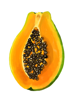 Watercolor and drawing for fresh Papaya and seed. Digital painting of fruits and vegetables illustration. Regional Foods Concept. png