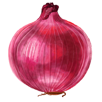 Watercolor and drawing for fresh shallot. Digital painting of fruits and vegetables illustration. Regional Foods Concept. png