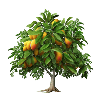 Nice Beautiful Mango Tree With Transparent Background png
