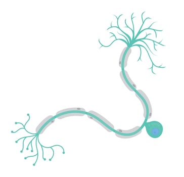 A unipolar neuron, one of the types of neurons. vector