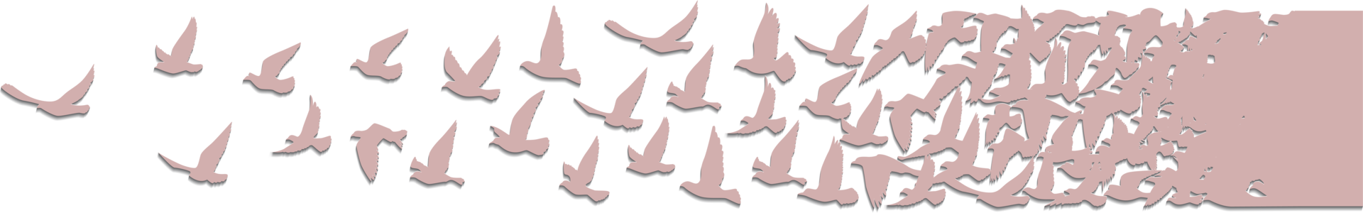 Flying birds silhouettes pattern wallpaper. PNG transparent. isolated bird flying. tattoo design. template for card, package, and wallpaper.