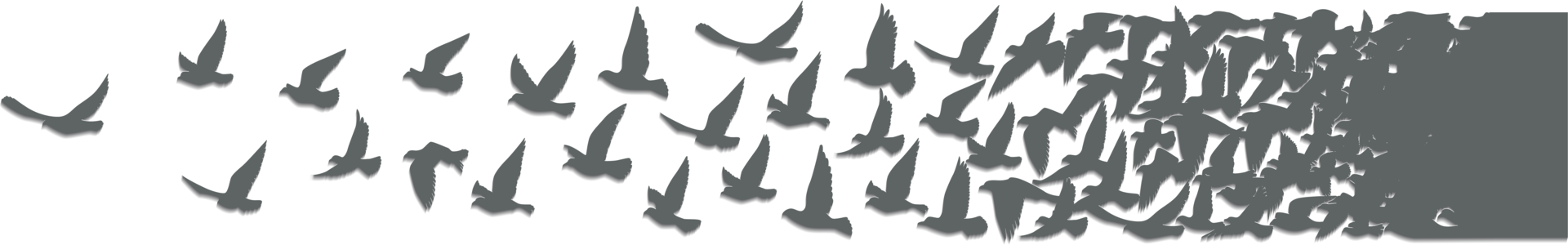 Flying birds silhouettes pattern wallpaper. PNG transparent. isolated bird flying. tattoo design. template for card, package, and wallpaper.