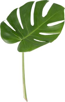 Monstera leaf cutout on transparent background. png