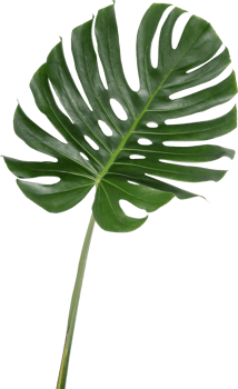Monstera leaf cutout on transparent background. png