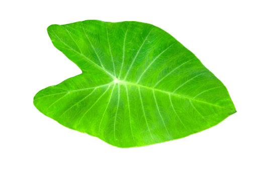 Green colocasia esculenta leaves pattern isolated png