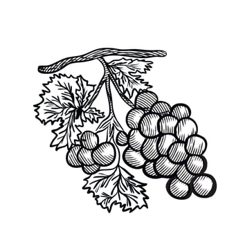 grapes engraving hand drawn sketch vector illustration