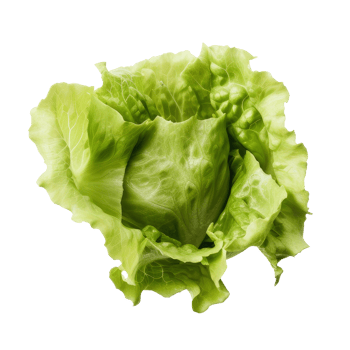 Green lettuce isolated. png