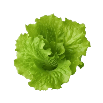 Green lettuce isolated. png