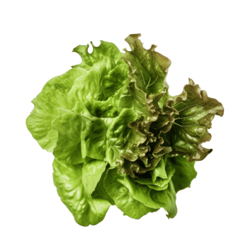 Green lettuce isolated. png