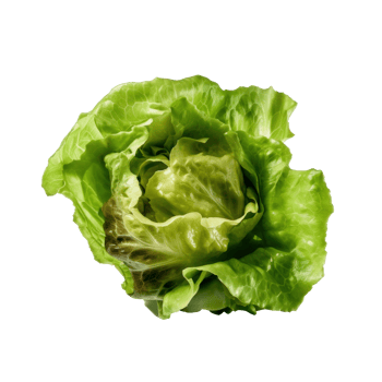 Green lettuce isolated. png