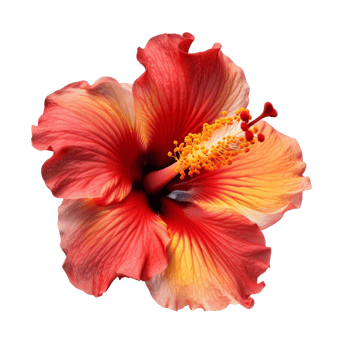 Hibiscus flower isolated. png