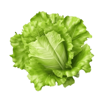 Green lettuce isolated. png