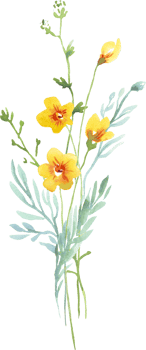 Wildflowers bouquet. Watercolor clipart png