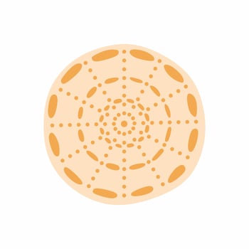 Vector illustration with circle seashell nautilus. Object for your logo, card or flyer.